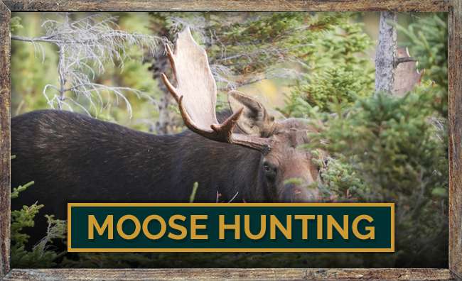 Homestead Lodge Moose Hunting Homestead Lodge Moose Hunting