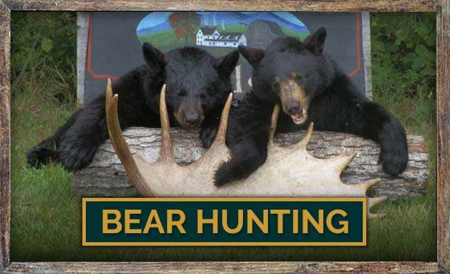 Homestead Lodge Bear Hunting Homestead Lodge Bear Hunting